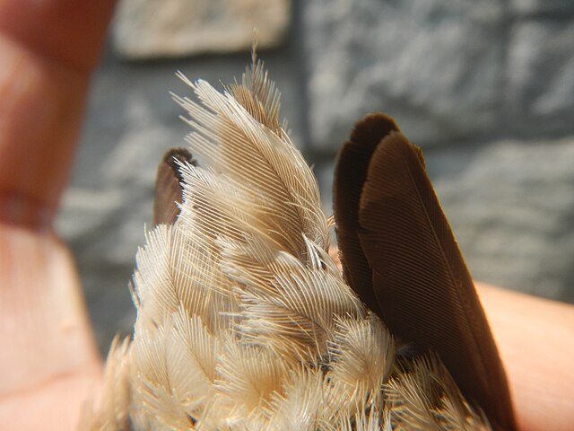 jak wygląda wróbel mazurek