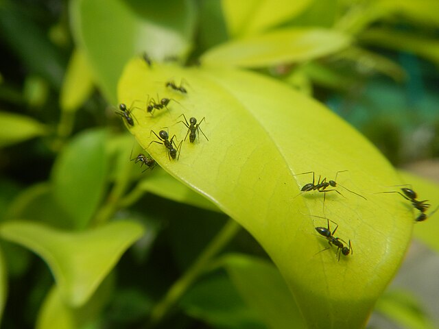 zdjęcie czarnych mrówek