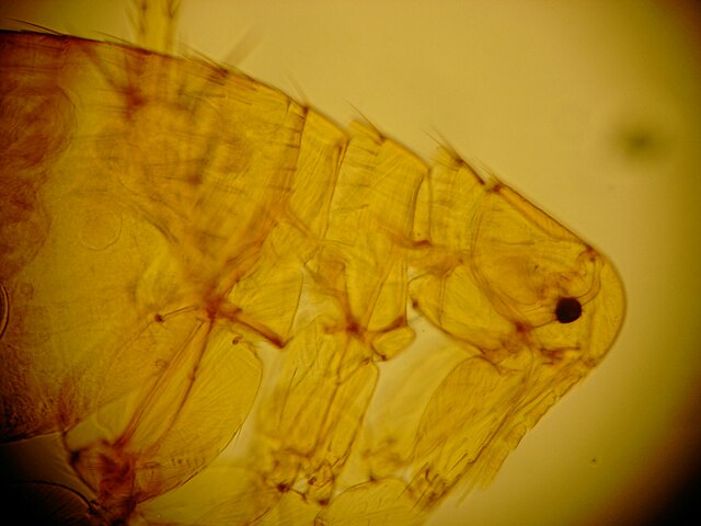 pchła w powiększeniu