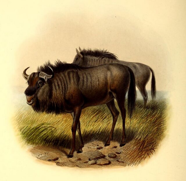 antylopa gnu rysunek
