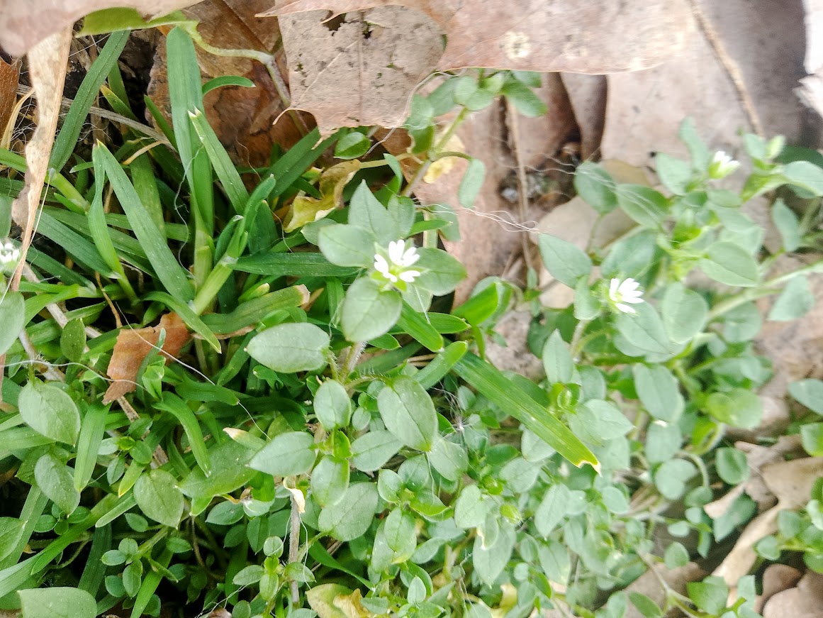 gwiazdnica pospolita