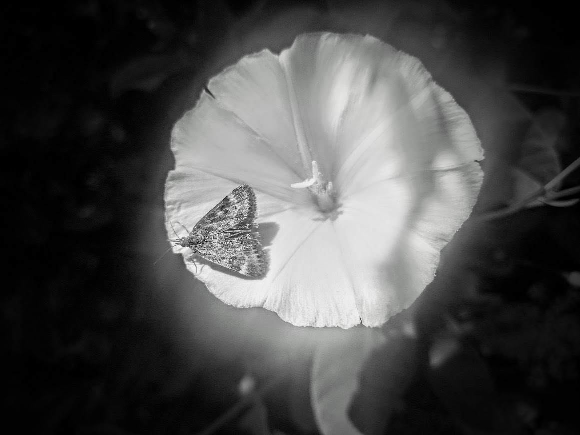 motyl na kwiecie zdjęcie