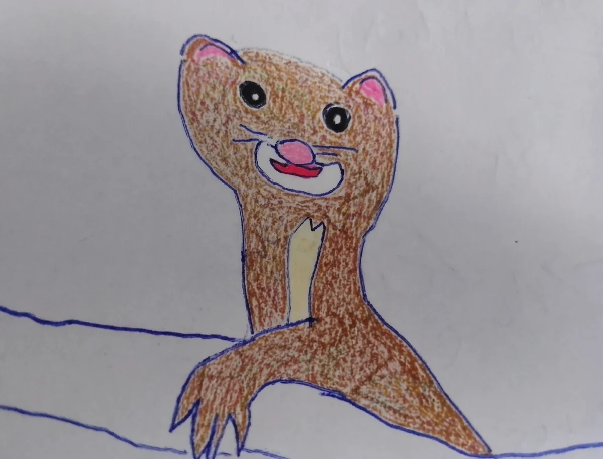 rysunek kuny