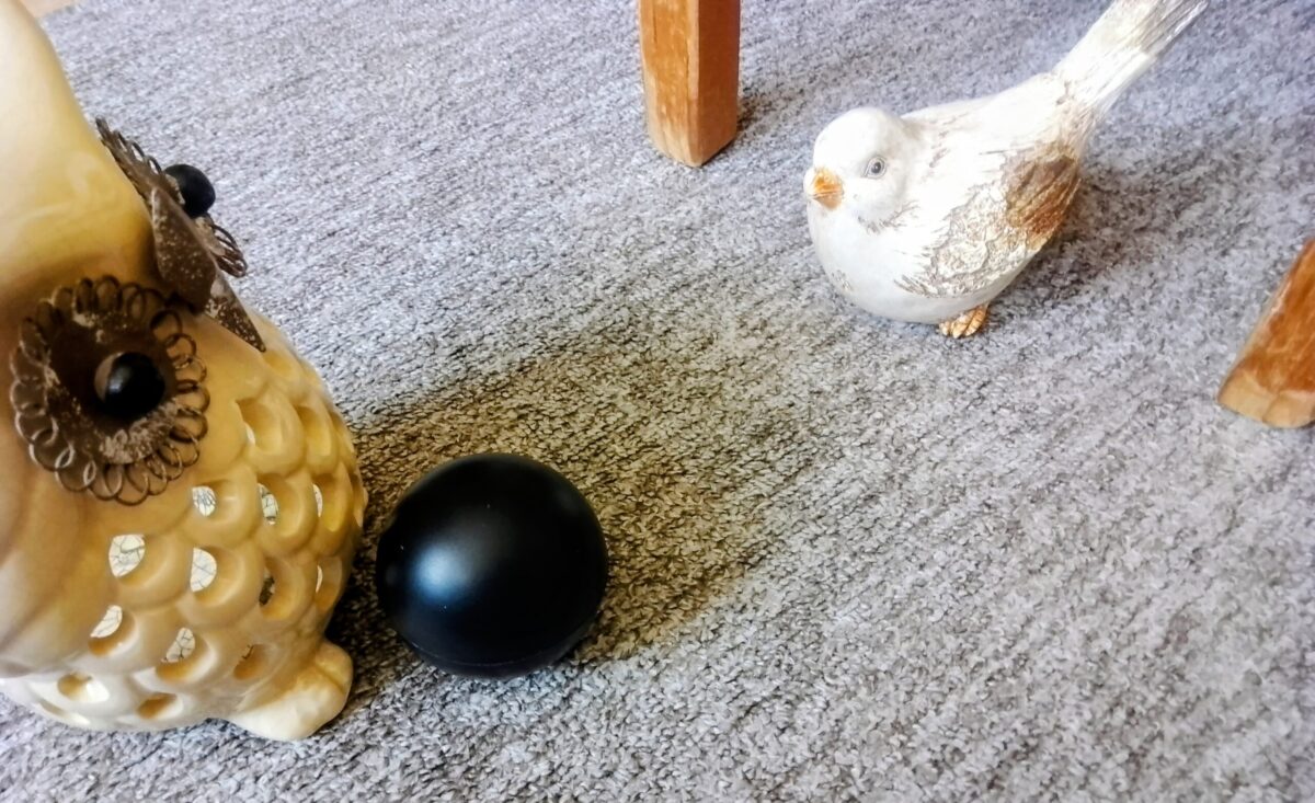 Sowa gra z ptaszkiem