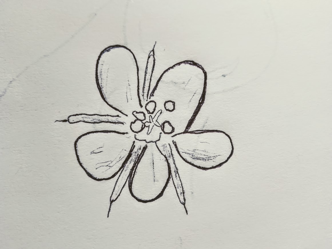 iglica pospolita rysunek