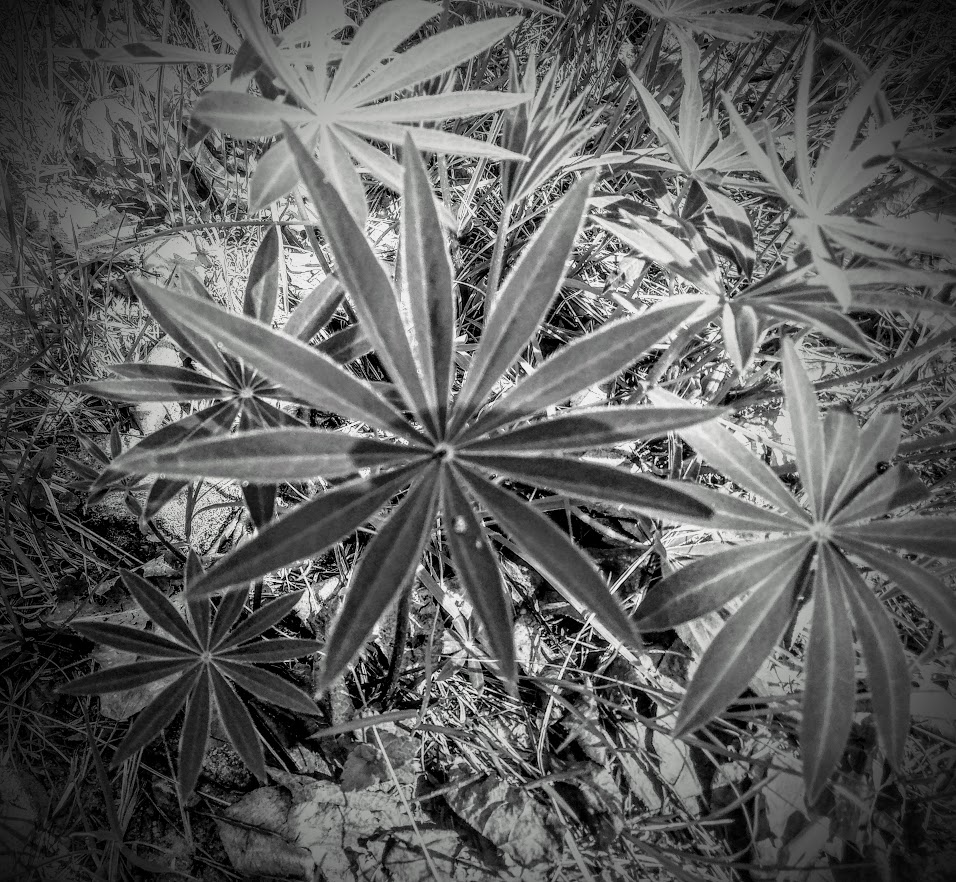 łubin zagadka tajemnica