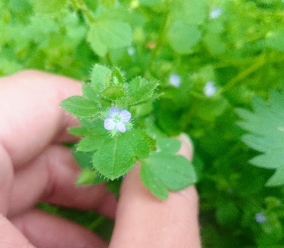 przetacznik bluszczykowy