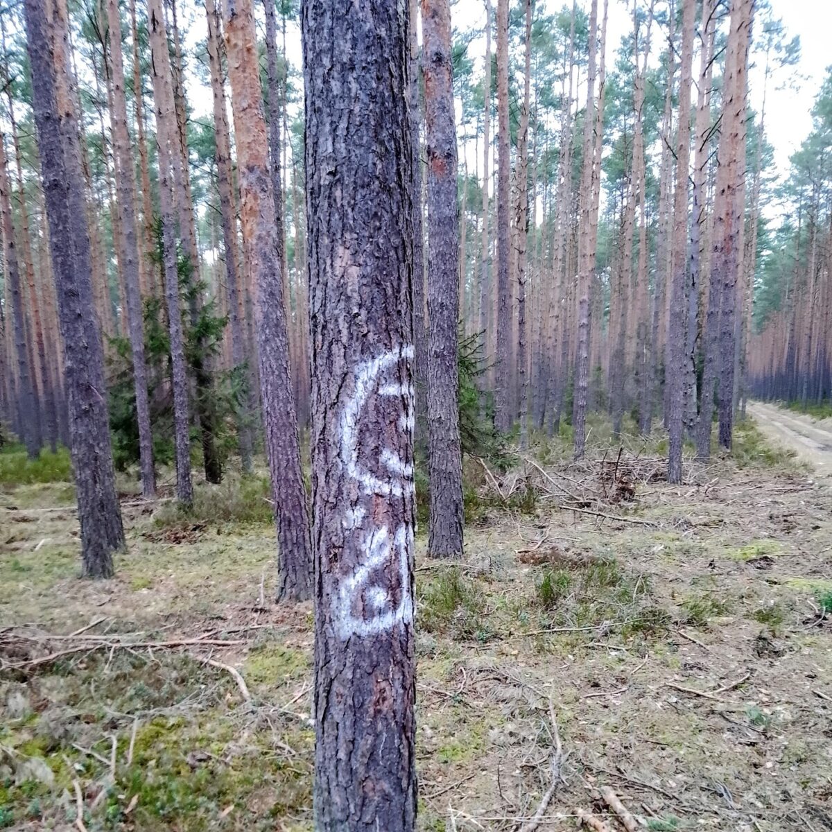 bór