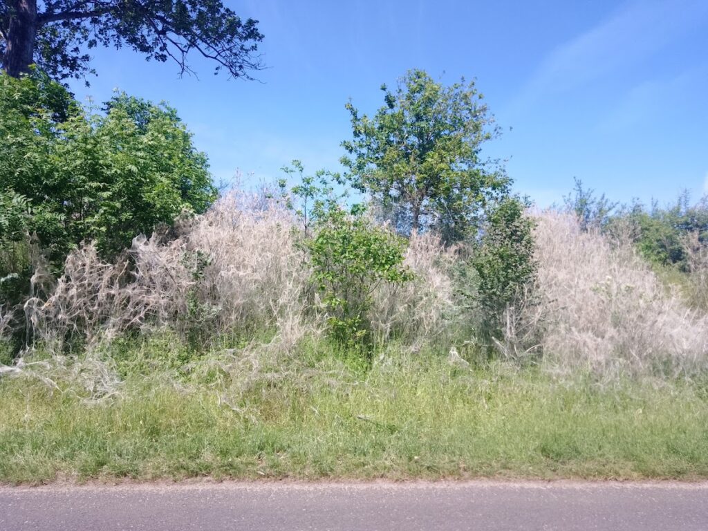 przędza owada