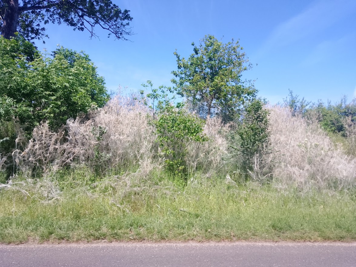 przędza owada