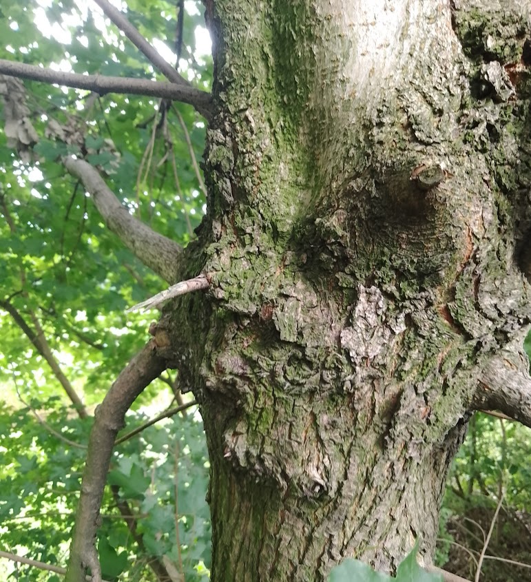 pareidolia przykład