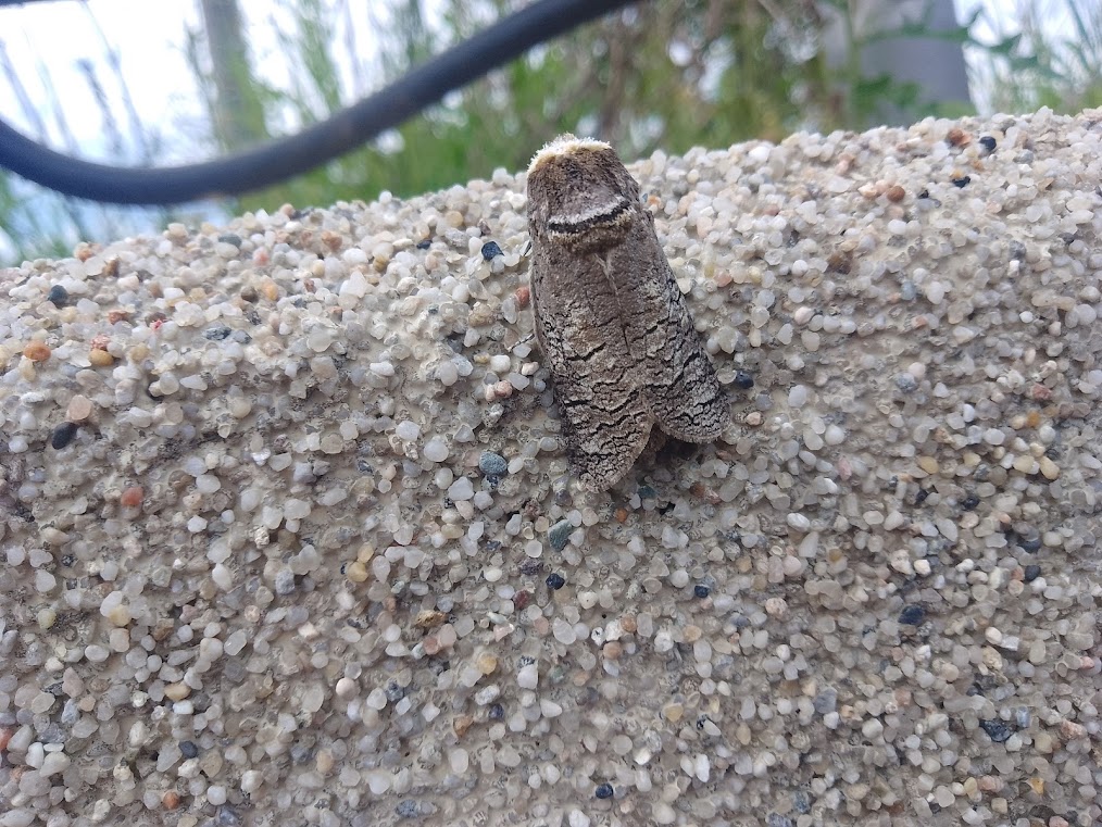 trociniarka czerwica