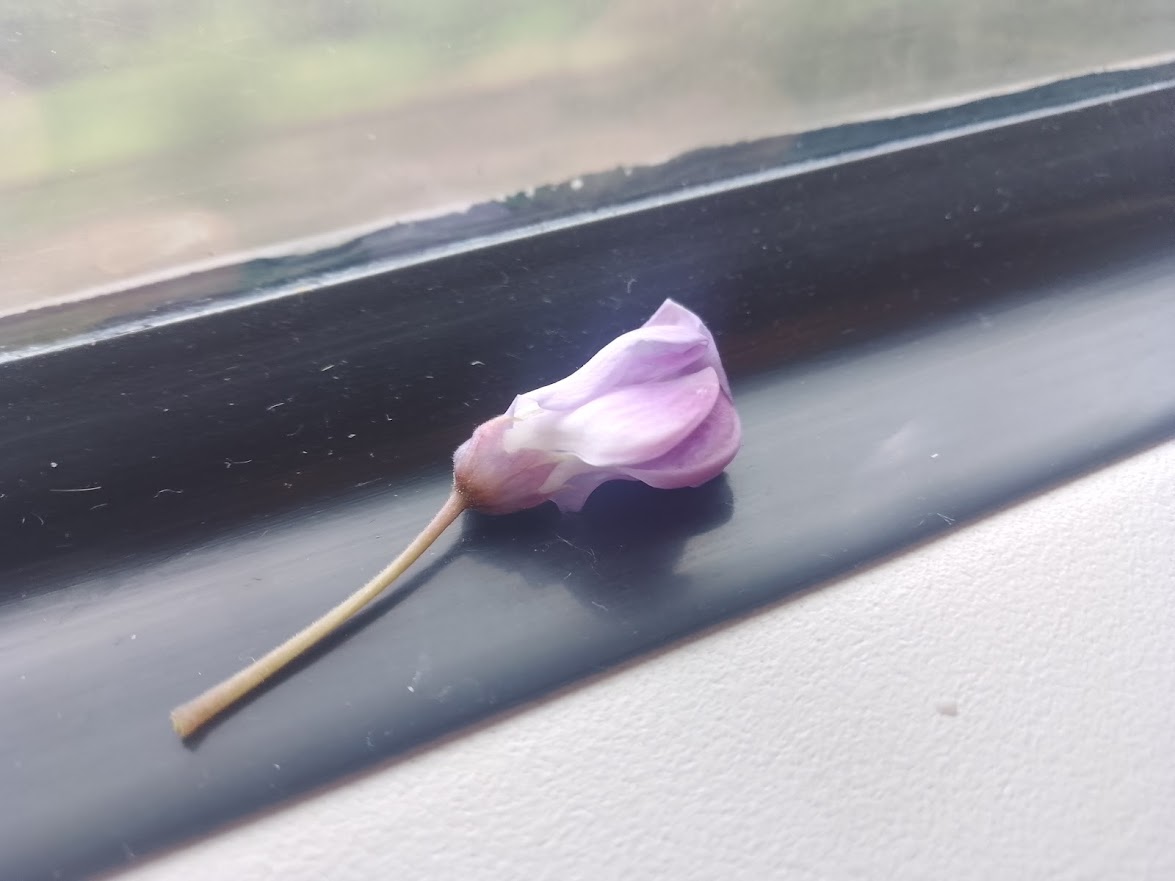 kwia magnolii